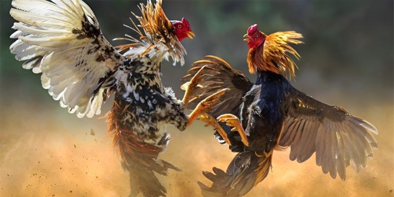 Các thế đá của gà chọi căn bản