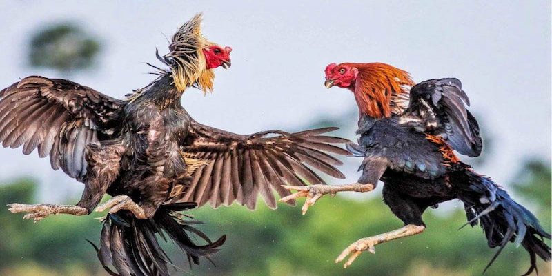 Lý do cần nắm rõ các thế đá của gà chọi căn bản