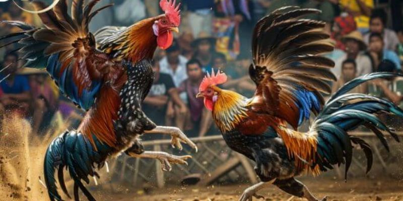 Mẹo tham gia đá gà cựa dao dành cho tân binh để thắng lớn