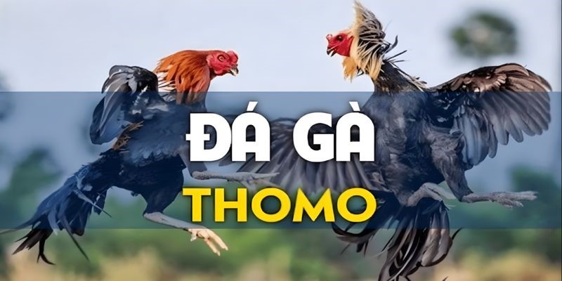 Có nhiều giải để bạn theo dõi