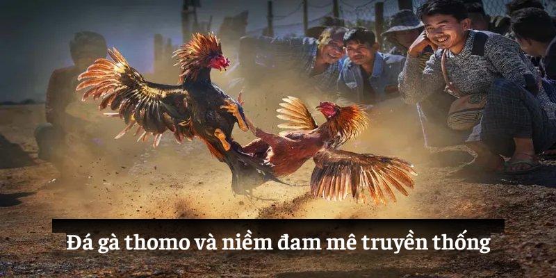 Điều kiện xét đá gà Thomo